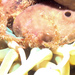 Leach's Spider Crab - Photo (c) jlarnau, some rights reserved (CC BY-NC)