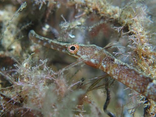 Greater Pipefish - Photo (c) xavi salvador costa, some rights reserved (CC BY-NC)