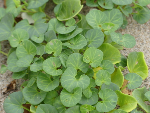 Sea Bindweed - Photo (c) mediambient_ajelprat, some rights reserved (CC BY-NC)