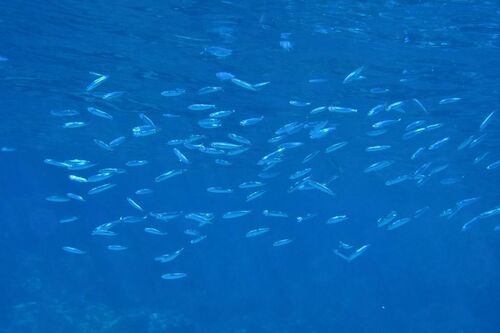 Sardinella - Photo (c) xavi salvador costa, all rights reserved
