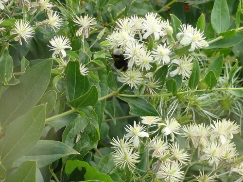 Clematis vitalba - Photo (c) mediambient_ajelprat, some rights reserved (CC BY-NC)