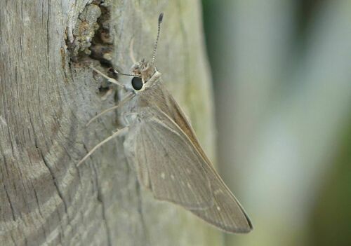 Mediterranean Skipper - Photo (c) mediambient_ajelprat, some rights reserved (CC BY-NC)