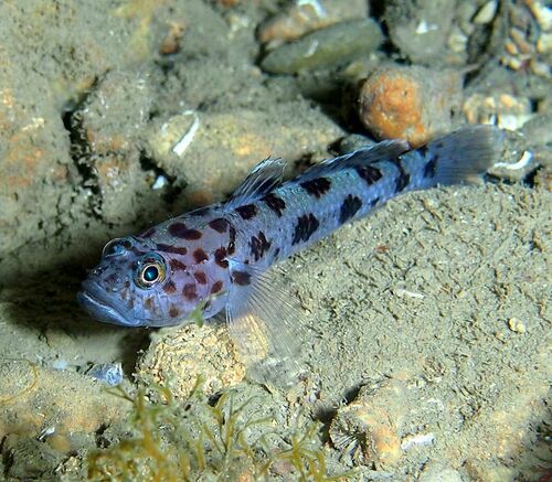 Thorogobius ephippiatus - Photo (c) xavi salvador costa, all rights reserved
