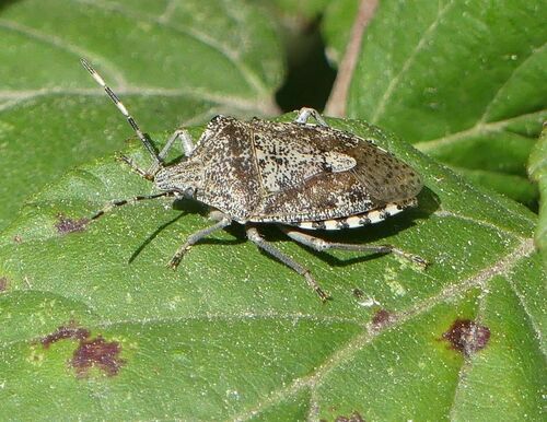 Mottled Stink Bug - Photo (c) mediambient_ajelprat, some rights reserved (CC BY-NC)