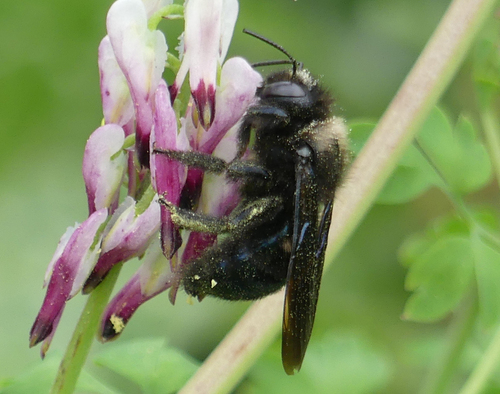 Andrena - Photo (c) mediambient_ajelprat, some rights reserved (CC BY-NC)