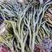 Velvet Horn - Photo (c) Mar Humet Caballero, some rights reserved (CC BY-NC), uploaded by Mar Humet Caballero