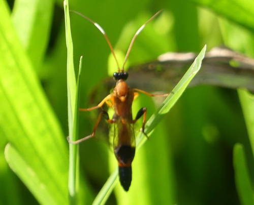 Ctenochares bicolorus - Photo (c) mediambient_ajelprat, some rights reserved (CC BY-NC)