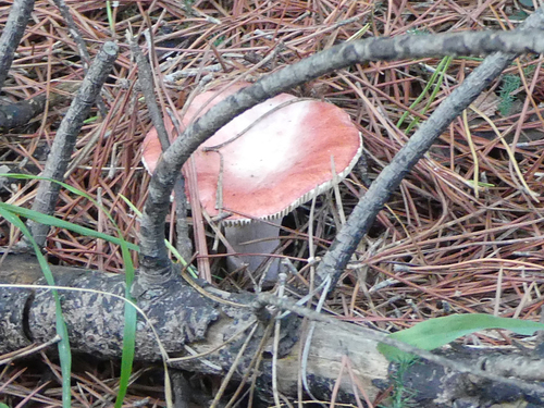 Bloody Brittlegill - Photo (c) mediambient_ajelprat, some rights reserved (CC BY-NC)