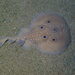 Torpedo Bug - Photo (c) Enric Badosa, some rights reserved (CC BY-NC), uploaded by Enric Badosa