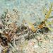 Cystoseira foeniculacea - Photo (c) xavi salvador costa, some rights reserved (CC BY-NC), uploaded by xavi salvador costa