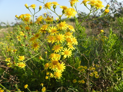 Shoddy Ragwort - Photo (c) mediambient_ajelprat, some rights reserved (CC BY-NC)