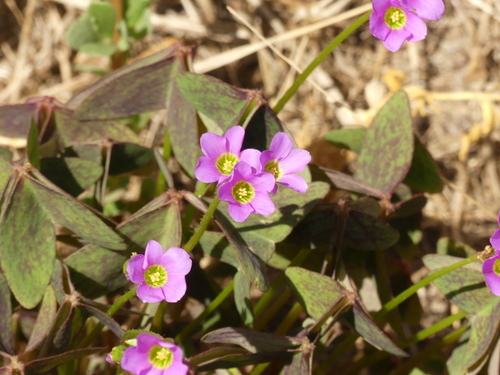 Garden Pink-Sorrel - Photo (c) mediambient_ajelprat, some rights reserved (CC BY-NC)