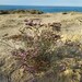 Sea-Lavenders - Photo (c) Jose-Antonio Ortiz-Marzo, some rights reserved (CC BY-NC), uploaded by Jose-Antonio Ortiz-Marzo