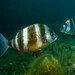 Horned Bream - Photo (c) Miquel Pontes, some rights reserved (CC BY-NC-SA), uploaded by Miquel Pontes