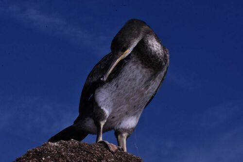 Gulosus aristotelis - Photo (c) xavi salvador costa, all rights reserved