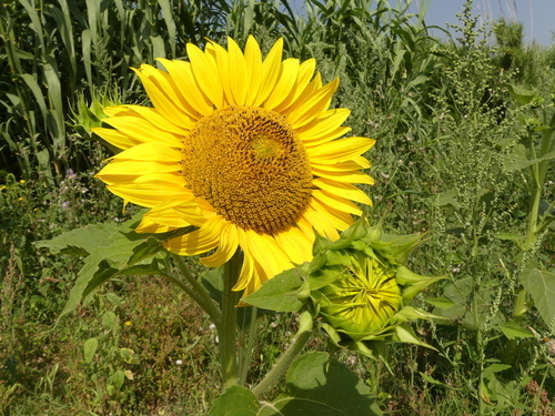 Common Sunflower - Photo (c) mediambient_ajelprat, some rights reserved (CC BY-NC)