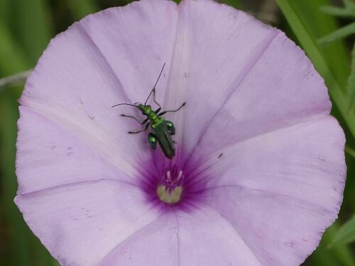 Thick-legged Flower Beetle - Photo (c) mediambient_ajelprat, some rights reserved (CC BY-NC)