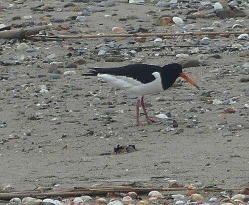 Eurasian Oystercatcher - Photo (c) mediambient_ajelprat, some rights reserved (CC BY-NC)
