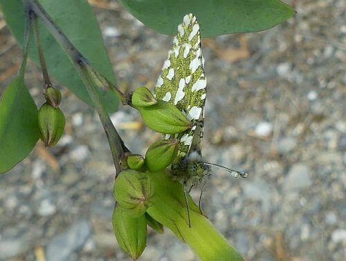 Western Dappled White - Photo (c) mediambient_ajelprat, some rights reserved (CC BY-NC)