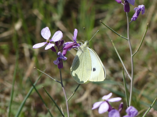 Pieris brassicae - Photo (c) mediambient_ajelprat, some rights reserved (CC BY-NC)