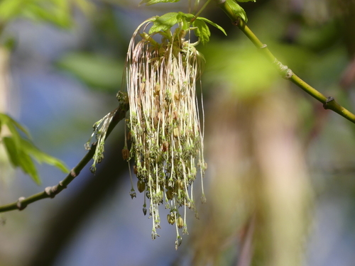 Maples - Photo (c) mediambient_ajelprat, some rights reserved (CC BY-NC)