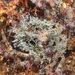 Lesser Spider Crab - Photo (c) xavi salvador costa, some rights reserved (CC BY-NC), uploaded by xavi salvador costa