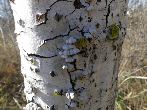 Splitgill Mushroom - Photo (c) mediambient_ajelprat, some rights reserved (CC BY-NC)