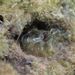 Mystery Blenny - Photo (c) Jaume Piera, some rights reserved (CC BY-NC), uploaded by Jaume Piera