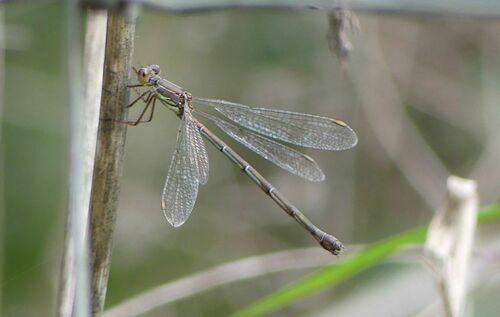 Pond Spreadwings - Photo (c) mediambient_ajelprat, some rights reserved (CC BY-NC)
