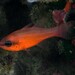 Mediterranean Cardinalfish - Photo (c) Miquel Pontes, some rights reserved (CC BY-NC-SA), uploaded by Miquel Pontes