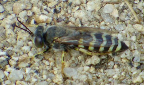 Bembix oculata - Photo (c) mediambient_ajelprat, some rights reserved (CC BY-NC)
