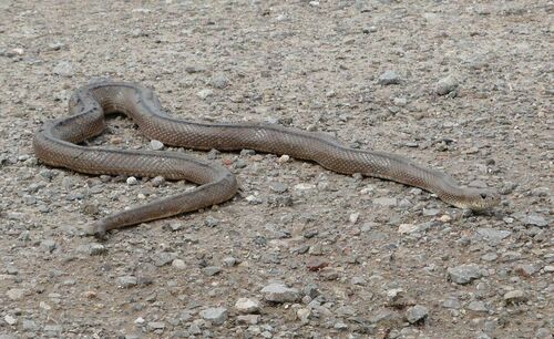 Ladder Snake - Photo (c) mediambient_ajelprat, some rights reserved (CC BY-NC)