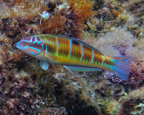 Thalassoma - Photo (c) oriol_d, all rights reserved