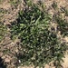 Sand Bugloss - Photo (c) AMB Platges, some rights reserved (CC BY), uploaded by AMB Platges
