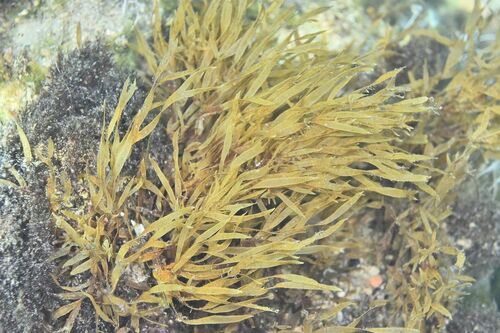 Dictyota fasciola - Photo (c) xavi salvador costa, some rights reserved (CC BY-NC)