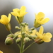 Mediterranean Cabbage - Photo (c) Tomás Blasco, some rights reserved (CC BY-NC), uploaded by Tomás Blasco