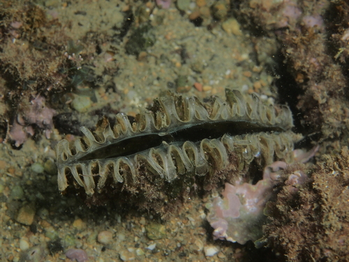 Pinna nobilis - Photo (c) xavi salvador costa, all rights reserved