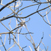 Marsh Tit - Photo (c) piripip, some rights reserved (CC BY-NC), uploaded by piripip