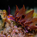 Heterobranchs - Photo (c) David Marco, some rights reserved (CC BY-NC), uploaded by David Marco