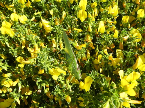 Tettigonia - Photo (c) mediambient_ajelprat, some rights reserved (CC BY-NC)