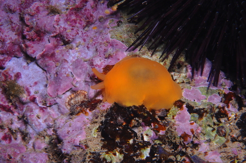 Berthellina edwardsii - Photo (c) xavi salvador costa, some rights reserved (CC BY-NC)