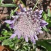 Sweet Scabious - Photo (c) Izan Lopez Vergel, some rights reserved (CC BY-NC), uploaded by Izan Lopez Vergel
