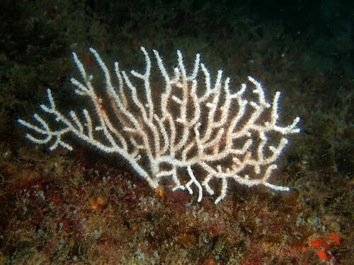 Eunicella gazella - Photo (c) xavi salvador costa, some rights reserved (CC BY-NC)