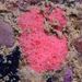Sponges - Photo (c) xavi salvador costa, some rights reserved (CC BY-NC), uploaded by xavi salvador costa