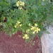 White Mustard - Photo (c) theano, some rights reserved (CC BY), uploaded by theano