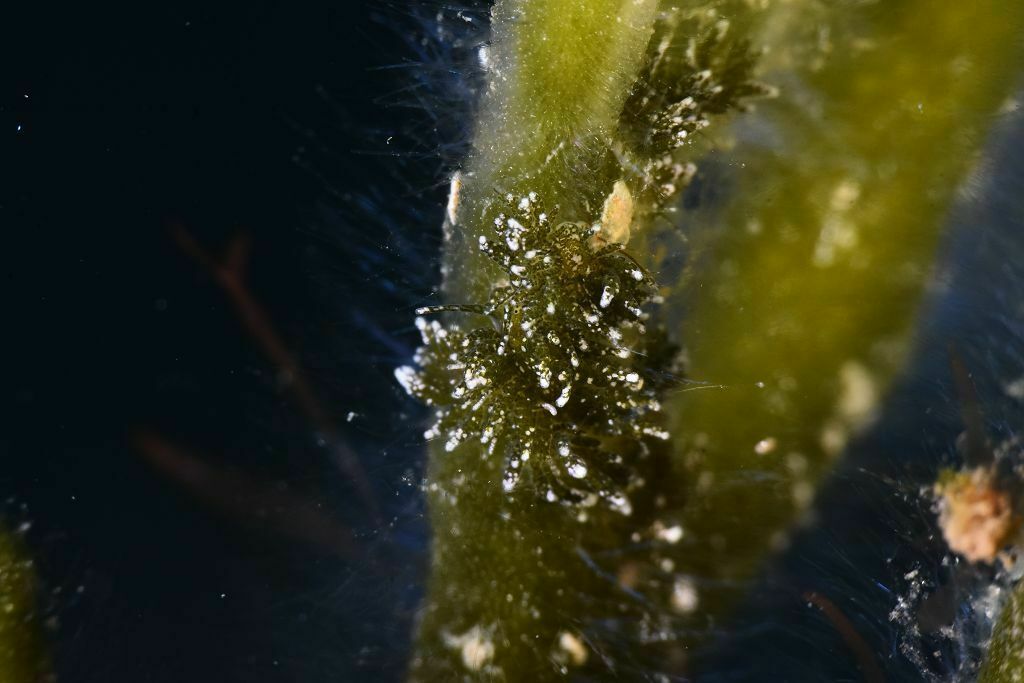 Placida verticilata - Photo (c) xavi salvador costa, all rights reserved