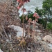 Kalanchoe × houghtonii - Photo (c) Berta Companys, some rights reserved (CC BY-NC), uploaded by Berta Companys