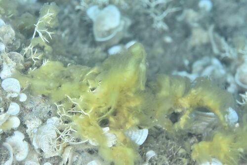 Acinetospora crinita - Photo (c) xavi salvador costa, all rights reserved