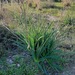Branched Asphodel - Photo (c) stratou-christina, some rights reserved (CC BY)
