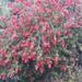 Crimson Bottlebrush - Photo (c) Μαριλένα Κρουστάλλη/Marilena Kroustalli, some rights reserved (CC BY), uploaded by Μαριλένα Κρουστάλλη/Marilena Kroustalli